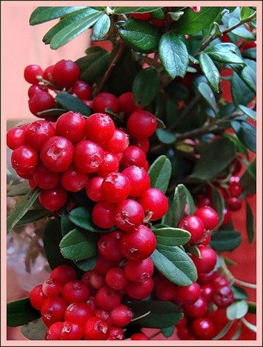 Инна Леонова