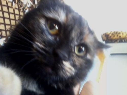 Масюсик Машенькин