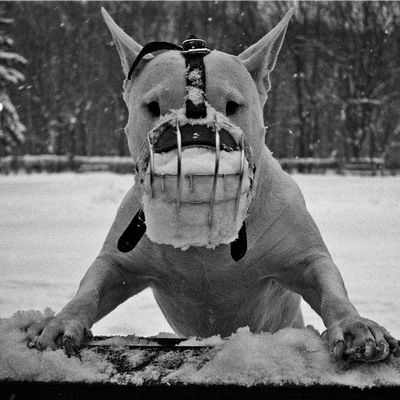 Влад Колоколин