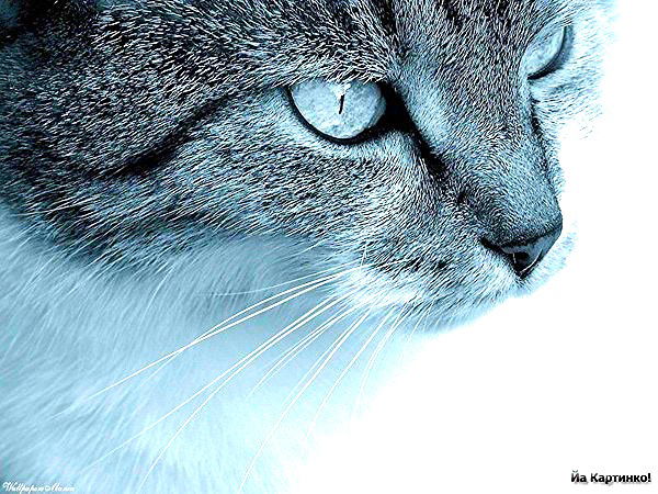 Роман Гуляев