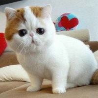 Ирина Куцебова