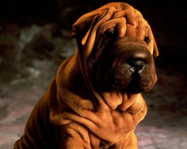 Сергей Феськов