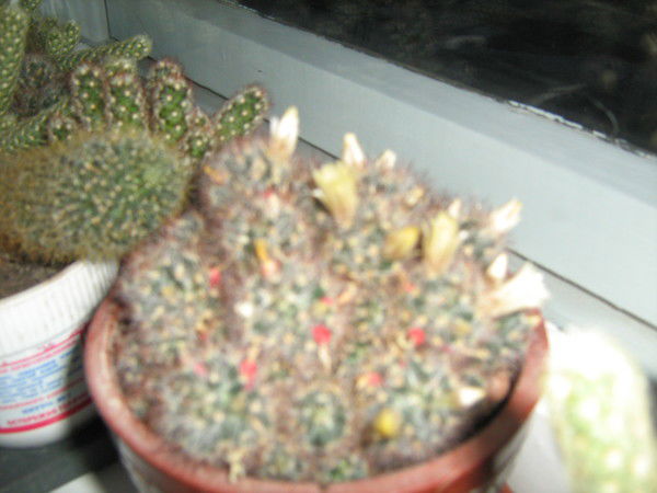 Николай Петров