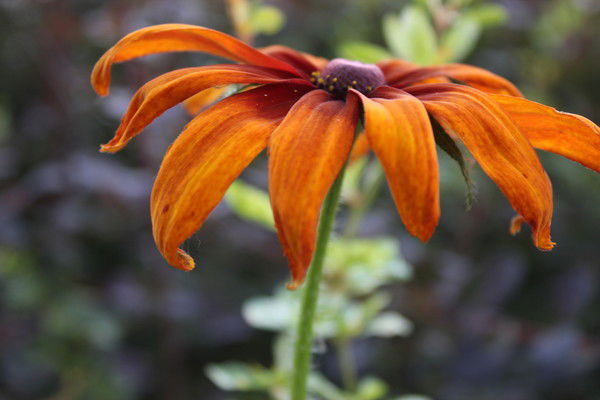 Полина Асатурян