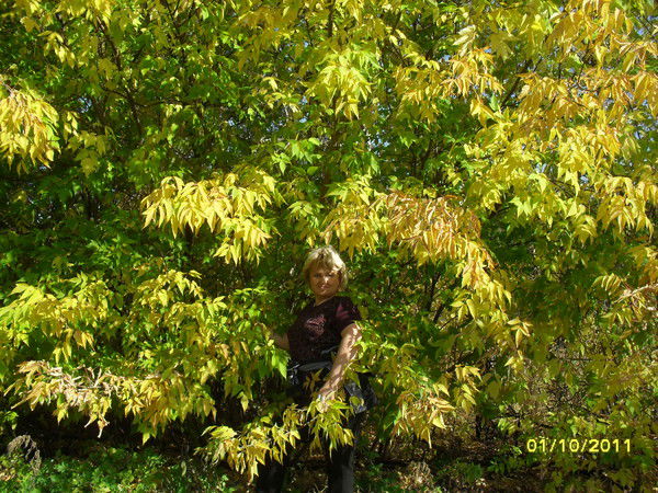 Елена Шаталова