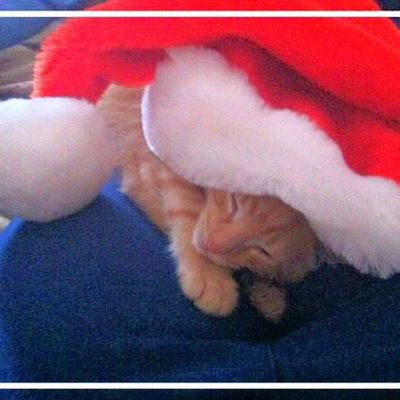 Нютик Василёк