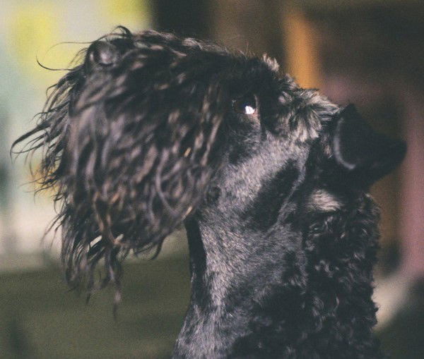 Светлана Максимова