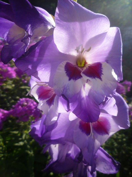 Юлия Трофимова