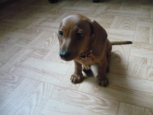 Лев Сафонов