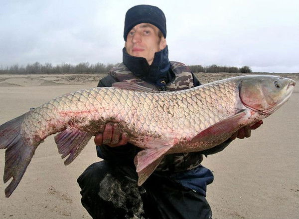 Виталий Шальнев