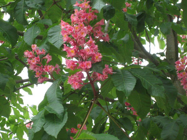 Ольга Воловикова