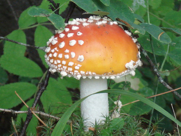 Галейманова Людмила