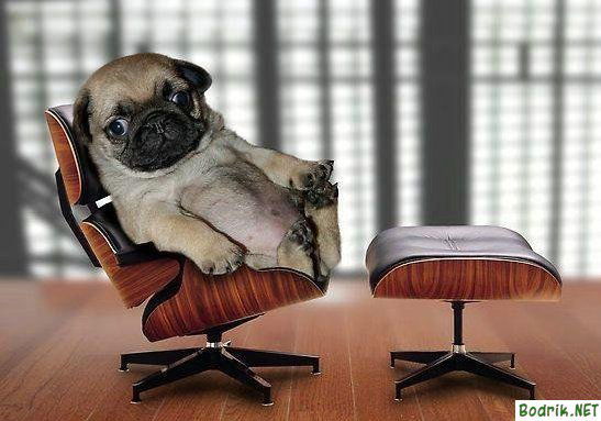 Вера Павлова