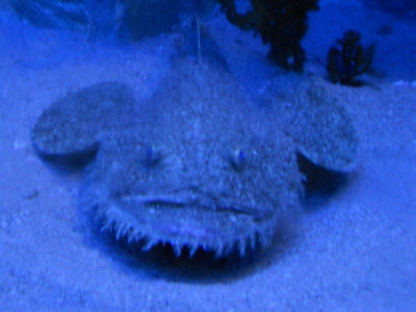 Ярослава Алпатова