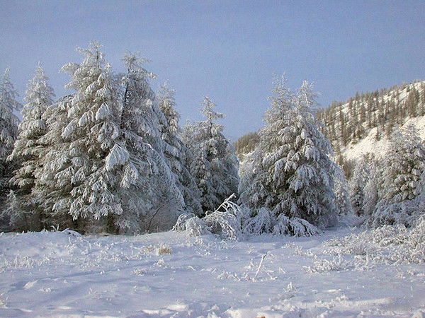 Хангаласский Филиал Якутлесресурс