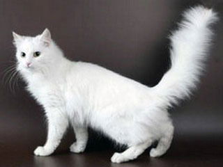 Галина Чопорова