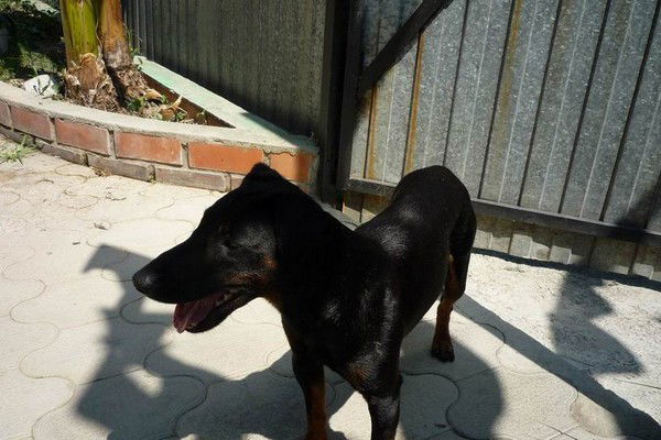 Наталья Романенко