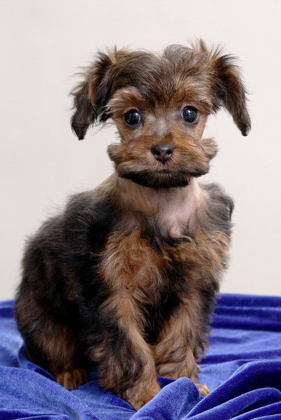 Елена Белякова