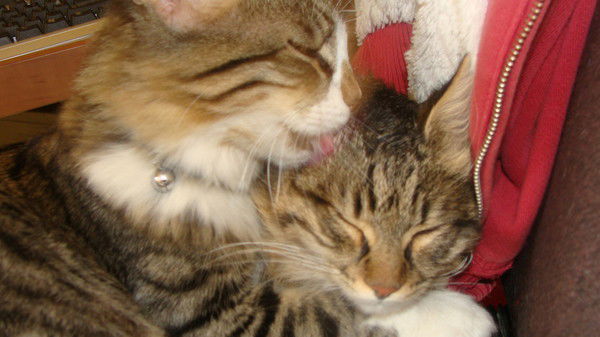 Муся Зильбан