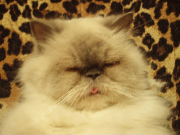 Ольга Скачкова