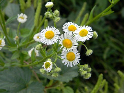 Борис Ерофеев