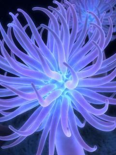 Антоніна Мавпочка