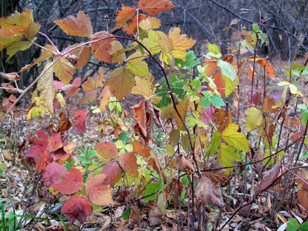Ольга Петрова