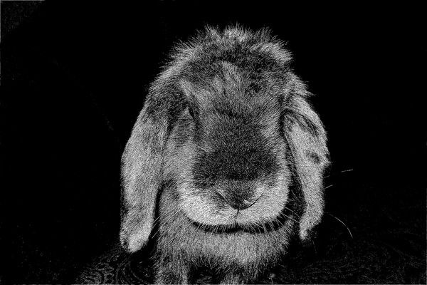 Ольга Воеводина