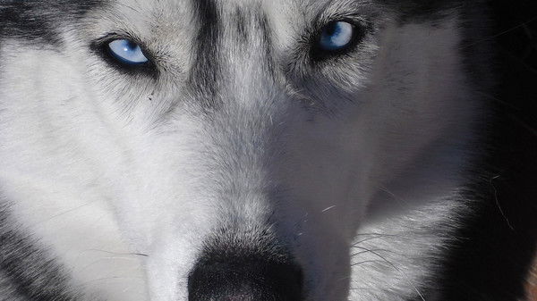 Валентин Белозеров