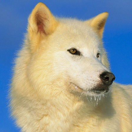 Владимир Тищенко