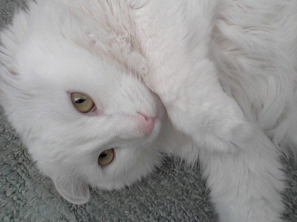 Василина Дергоусова