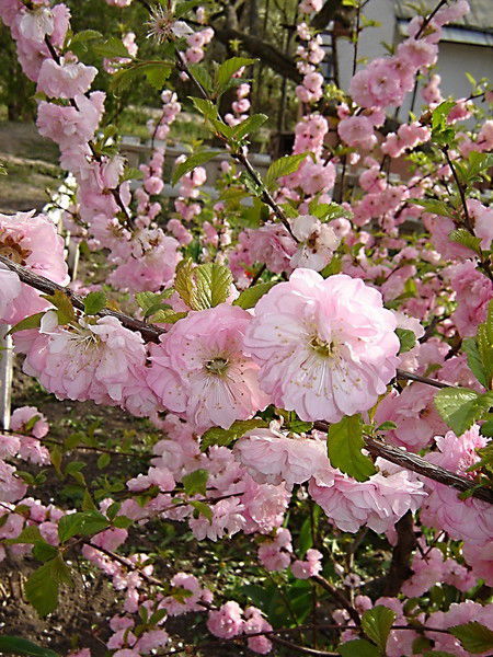 Ландыш Миннемуллина