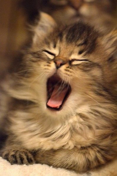 Златовласка Премудрая