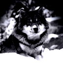 Яков Левин