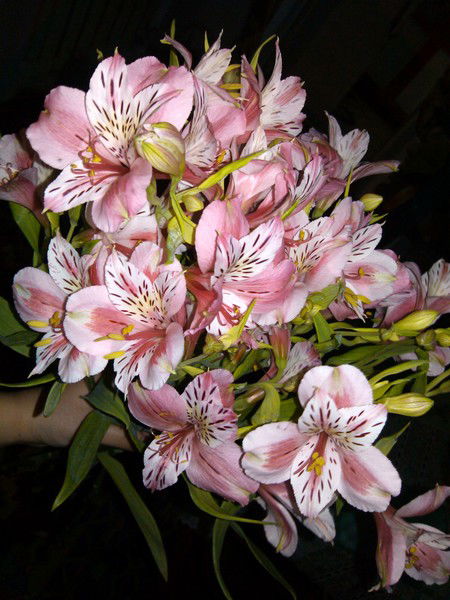 •°•карина Алексеевна•°•