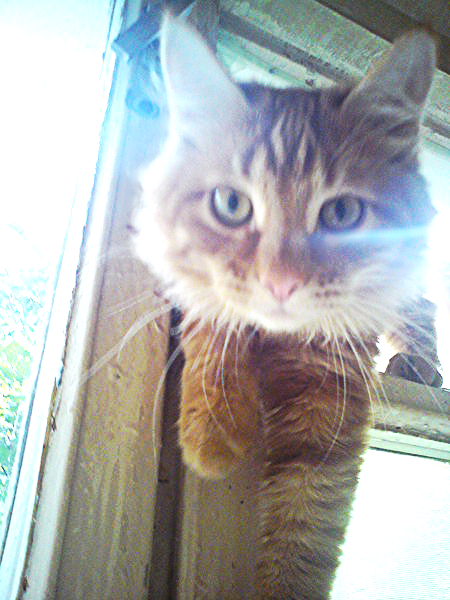 Нина Тормагова