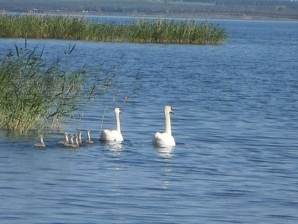 Гульшат Байкова