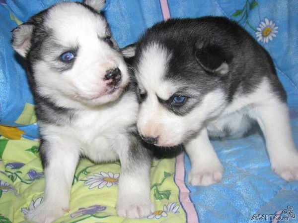 Виктория Сельдушева