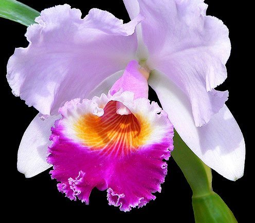 Натали Дронова