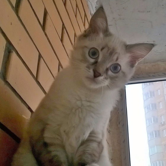 Юлия Никитина