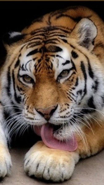 Сергей Юрченко