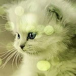 Полина Козлова