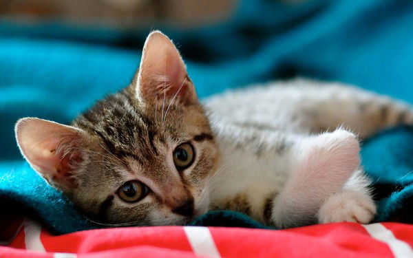 Альбина Ипатова