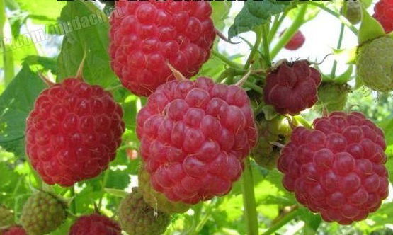 Сергей Подпорин