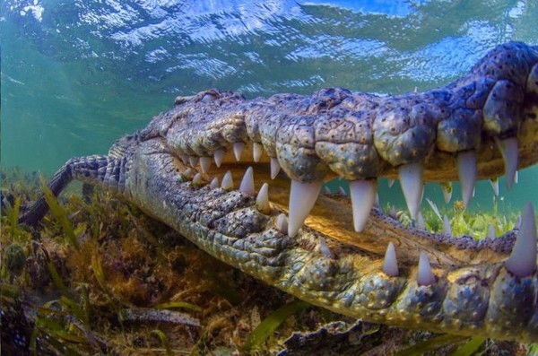 Дмитрий Власов