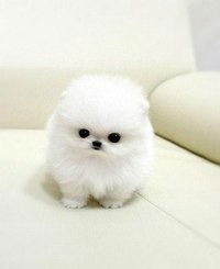 Мария Искрицкая