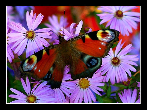 Gulistan Shamshedinova