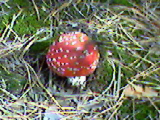 Наталья Зиверт