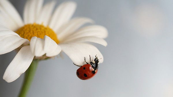 Валерия Давыдова