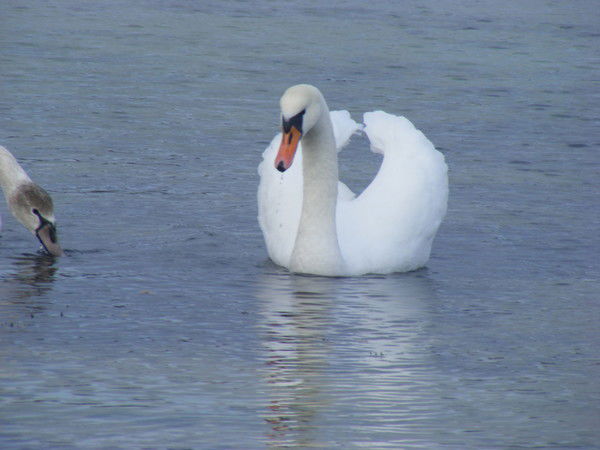 Светлана Сергеевна Кулешова